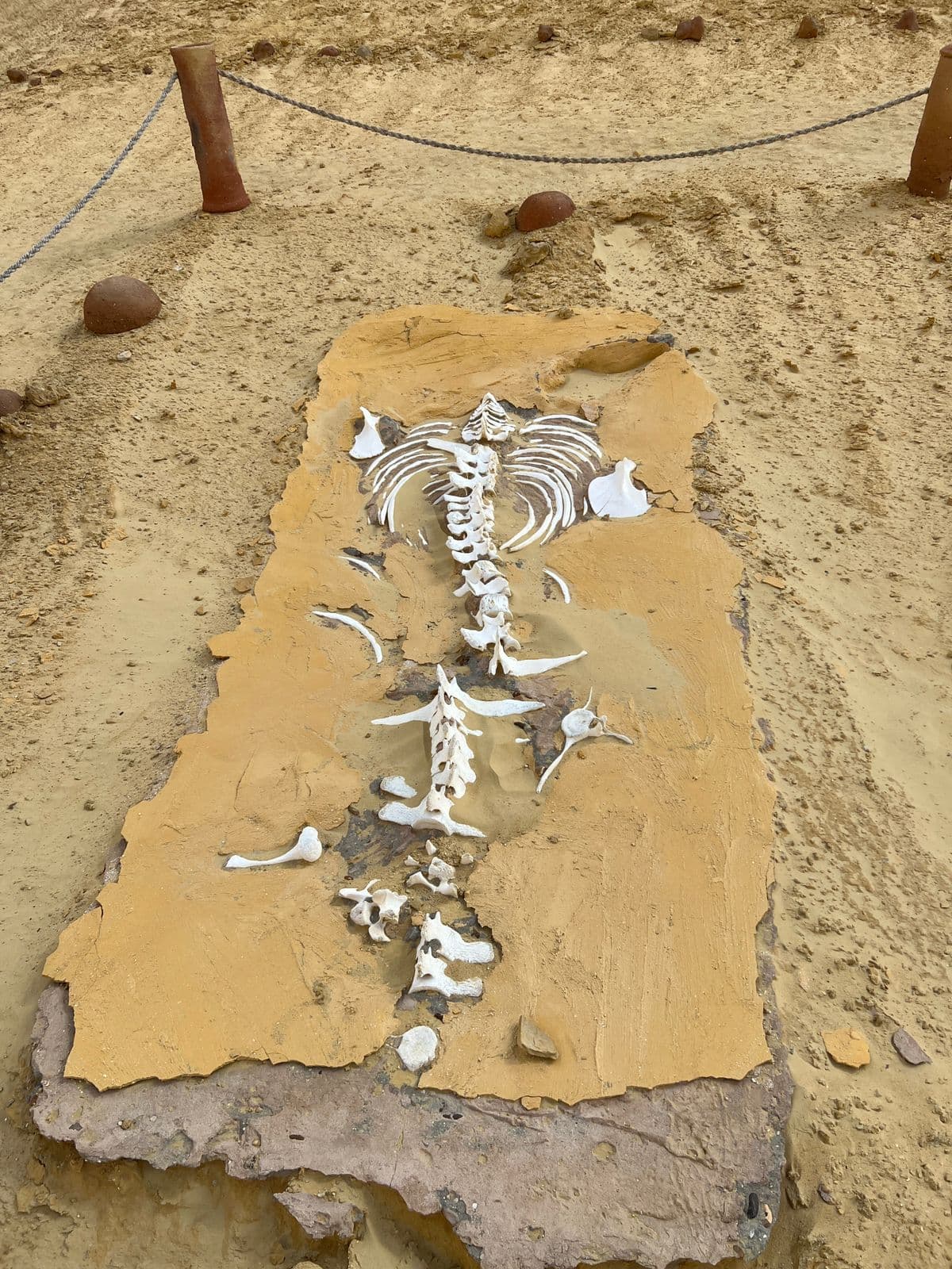 Full Day Tour to Fayoum Oasis (Wadi El Rayan, Wadi El Hitan, 4x4 & Sandboarding) 5