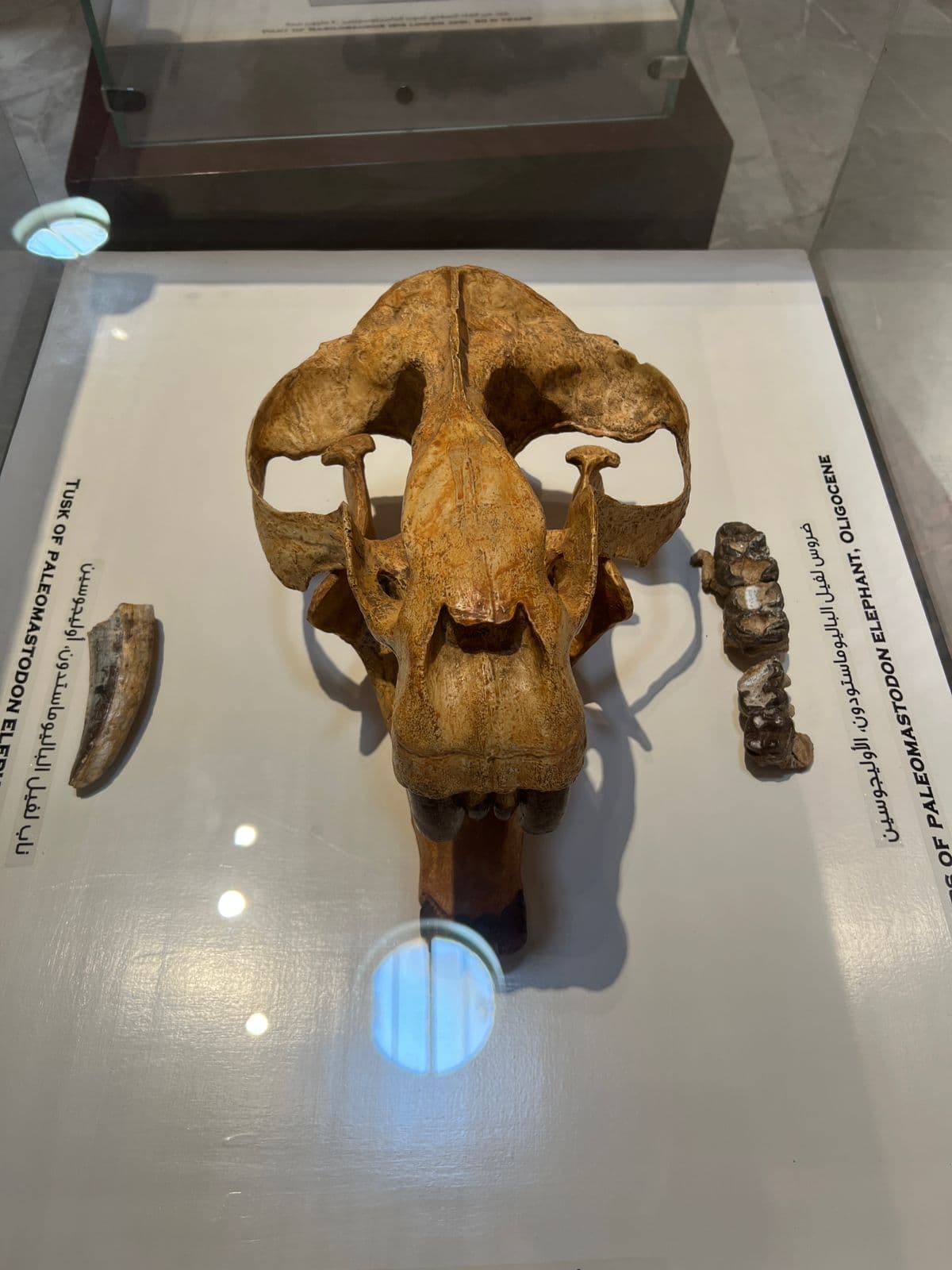 Full Day Tour to Fayoum Oasis (Wadi El Rayan, Wadi El Hitan, 4x4 & Sandboarding) 7